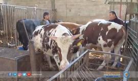 المواشي تموت في #غزة !
تقرير: محمد الداعور