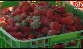 الفراولة تغيب عن اسواق القطاع بسبب التصدير وارتفاع اسعارها - رمزي أبو جزر