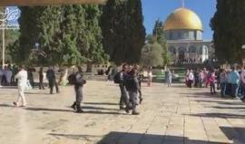 #شاهد مستوطنون يقتحمون باحات المسجد الأقصى بحماية أمنية مشددة