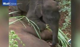 #شاهد: فيديو مؤثر لفيل يحاول إيقاظ أمه بعد وفاتها

نشرت مواقع إخبارية فيديو مؤثر لفيل صغير يبلغ من العمر عامين وهو يحاول إيقاظ أمه التي سقطت على الأرض ميتة.

وحاول الفيل الصغير إنعاش أمه التي لفظت أنفاسها الأخيرة خلال سيرها مع صغيرها قرب معبد كافاديامال ف