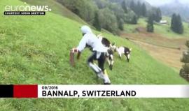 "الرجل الماعز" يفوز بجائزة نوبل للحماقة !

توماس ثوايتس بريطاني الجنسية، عاش 3 أيام مع الماعز، في مزرعة في جبال الألب، لدراسة نمط حياتها، حيث صمم أطراف اصطناعية؛ حتى يتسنى له المشي على أربع.