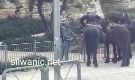 #شاهد جنود الاحتلال يحتجزون عدداً من الفلسطينيين في منطقة باب العامود بالقدس المحتلة