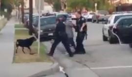 #شاهد الشرطة الأمريكية تقتل (كلب أسود) أثناء اعتقال صاحبه في مدينة دالاس !