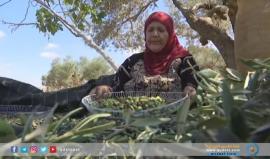 الحاجة أم صايل تورث أحفادها تقاليد قطف الزيتون لتزرع فيهم حب الأرض والحرص عليها. تقرير: محمد علوان