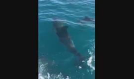 #شاهد دلافين قبالة سواحل أسدود المحتلة صباح اليوم