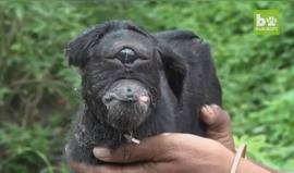 #شاهد ماعز بـ عين واحده في الهند