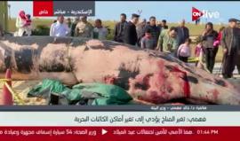 العثور على حوت نافق على أحد شواطئ الإسكندرية