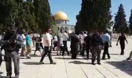 #شاهد مستوطنون يقتحمون الأقصى بحماية أمنية مشددة