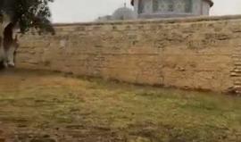 #فيديو من صلاة الجمعة في المسجد الاقصى المبارك