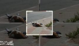 الشهيدة رحيق شجيع بيراوي ارتقت برصاص الاحتلال قرب حاجز زعترة جنوبي نابلس
مشاركة: Hazem Mizyed