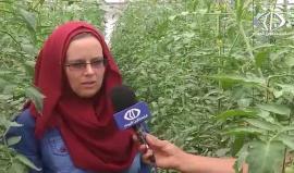 #شاهد | مهندسة زراعية روسية تسعى لحل مشكلة ملوحة المياه في قطاع #غزة
تقرير: ديمة اللبابيدي