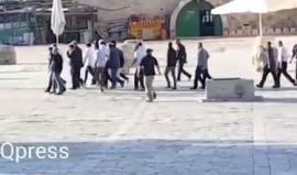 مستوطنون يقتحمون باحات المسجد الأقصى