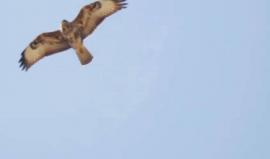 #شاهد في سماء مدينة غزة اليوم . 
تصوير شادي سلفيتي