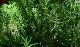 "حدائق مصغرة" للاجئين في لبنان
BBC