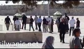 #شاهد اقتحام المستوطنين للمسجد الأقصى اليوم وسط تكبيرات المصلين