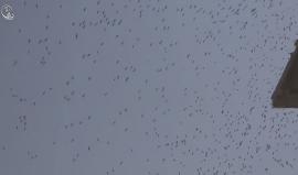 #شاهد .. من هاجر مع أبناء #داريا بريف دمشق الذين خرجوا من بيوتهم اليوم إلى #إدلب في إطار اتفاق بين المعارضة والنظام بعد حصار استمر 4 سنوات وقصف يومي من قوات النظام.