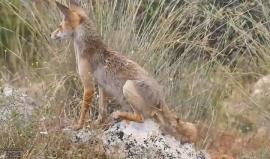 #شاهد صغار الثعالب البرية تلهوا قرب "وكرها" في قرية دير غسانة قرب رام الله - فلسطين 
تصوير محمد الشعيبي