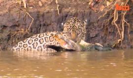 في إحدى محميات البرازيل..

معركة شرسة بين نمر وتمساح .. فلمن كانت الغلبة ؟