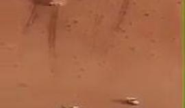 مشهد جديد من حوادث "التطعيس" في السعودية!