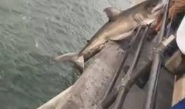 #شاهد رجل يصطاد سمكة قرش بـ "صنارة" على أحد شواطئ هونتينغتون بيتش - كاليفورنيا