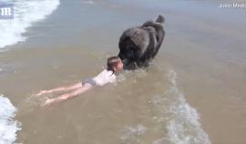 خوفاً عليها من الغرق.. كلب يسحب طفلة بعيداً عن أمواج البحر في منطقة غوفيل سيرمر بفرنسا 
بحسب صحيفة ديلي ميل: الطفلة ابنة مالك الكلب.