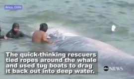 شاهد رجال يهـرعون لمساعدة حوت قذفته الأمواج على شواطئ شيلي