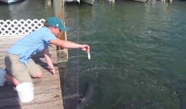 #شاهد كيف تسرق الطيور من الناس حاجاتهم ! ماذا تفعل لو تعرضت لهذا الموقف؟