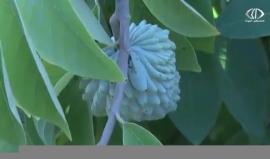 زراعة القشطة والفاكهة الاستوائية في قلقليلة تنجح نجاحاً باهراً - رغدة عتمة