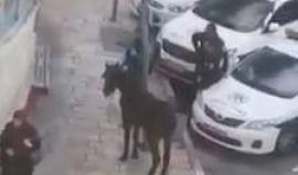 #فيديو قوات الاحتلال تعتقل حصاناً في منطقة باب الساهرة بالقدس المحتلة، ظهر اليوم