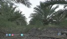 الكومبست.. سماد عضوي سام تغرق به أراضي الأغوار
تقرير: سامر خويرة