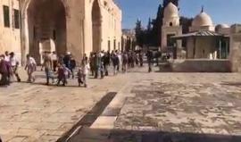 #شاهد مئات المستوطنين يواصلون اقتحاماتهم للمسجد الأقصى المبارك بحماية شرطة الاحتلال.