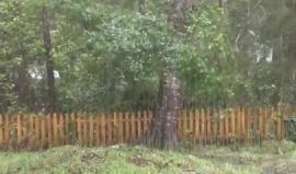 #شاهد لـحظة اقتلاع شجرة في فلوريدا جراء إعصار "ماثيو"