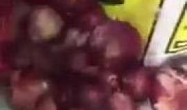 #شاهد الجمارك السعودية تحبط تهريب كميات من الحبوب المخدرة داخل "البصل"!

فيديو متداول عبر مواقع التواصل الإجتماعي