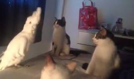 #ترفيه ببغاء يُقلد مواء القطط