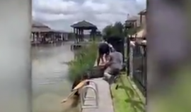 أب ينقذ ابنته من قبضة تمساح ضخم