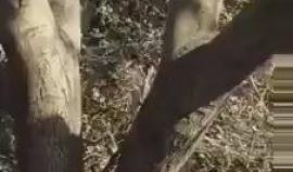 #شاهد منازل المستوطنين التي التهمتها النيران شمال فلسطين المحتلة