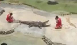 #شاهد .. تمساح يطبق فكيه على رأس مدربه خلال عرض أمام مجموعة من السياح في مدينة بانكوك التايلاندية.