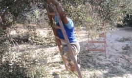 #شاهد| #غزة - الجريح لؤي النجار المصاب ببتر في الساقين عزيمة لا تلين و إرادة هزمت المحتل
اعداد: مثنى النجار وعلم الدين صادق