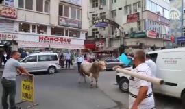 هروب عجل في مدينة ريزا التركية والأهالي والشرطة يطاردونه !