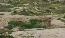 #شاهد من المواجهات المندلعة مع قوات الاحتلال في بلدة تقوع شرق بيت لحم.