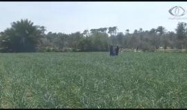 تحذيرات من آثار الأسلحة ومخلفاتها على خصوبة التربة ونمو النباتات . 
تقريررمزي أبوجزر