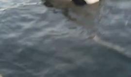 #شاهد| لحظة انقاذ مركبة بداخلها أسرة مكونة من أم وأب وطفلين سقطت في حوض ميناء #غزة .