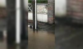 عقب الفيضان... 

"ولاية كيرالا" الهندية تواجه غزو الأفاعي!