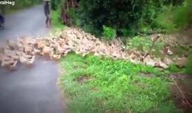 أعداد هائلة من البط تعبر الطريق بانتظام معطلةً حركة المرور بأحد الشوارع في مقاطعة "دونغ ثاب" الفيتنامية

المصدر: Viralhog