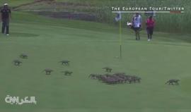 #شاهد نموس تعطل مباراة غولف في صن سيتي بجنوب أفريقيا

المصدر: CNN