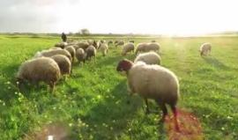 وحل الربيع على قطاع غزة . 
تصوير أحمد كمال