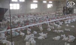 مزارعو الدواجن بجنين يشتكون من تسويق الدجاج الإسرائيلي في الأسواق الفلسطينية