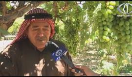 تقرير| غزة على موعد مع إنتاج وفير من العنب يعوض خسائر العامين الماضيين