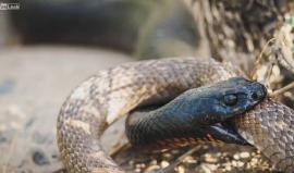 #شاهد أفعى سوداء ذات بطن أحمر تلتهم أفعى آخرى في استراليا