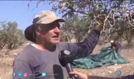 جدار الفصل العنصري.. وموسم قطف ثمار الزيتون 

تقرير: أنس موسى